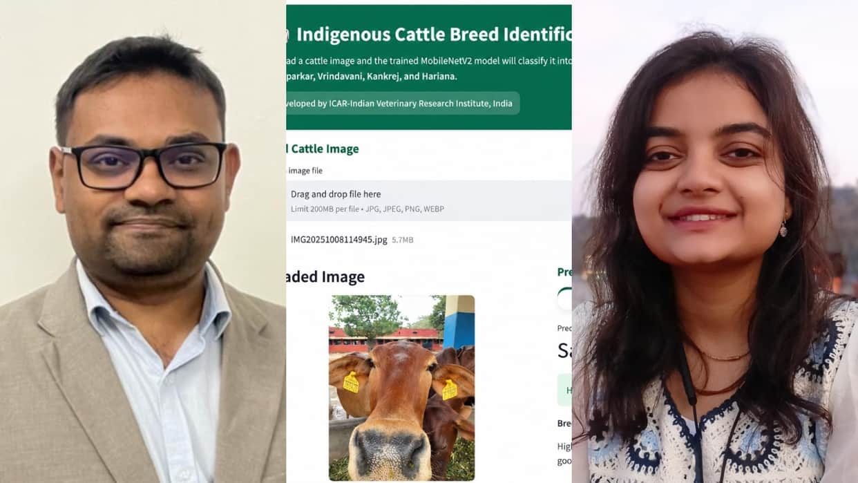 Photo to reveal cow breed IVRI scientists develop AI identification platform