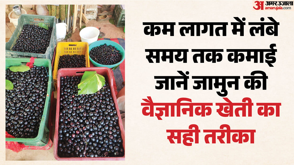 Grafted Jamun Plants Start Bearing Fruit in 3-4 Years; Experts Recommend Scientific Cultivation