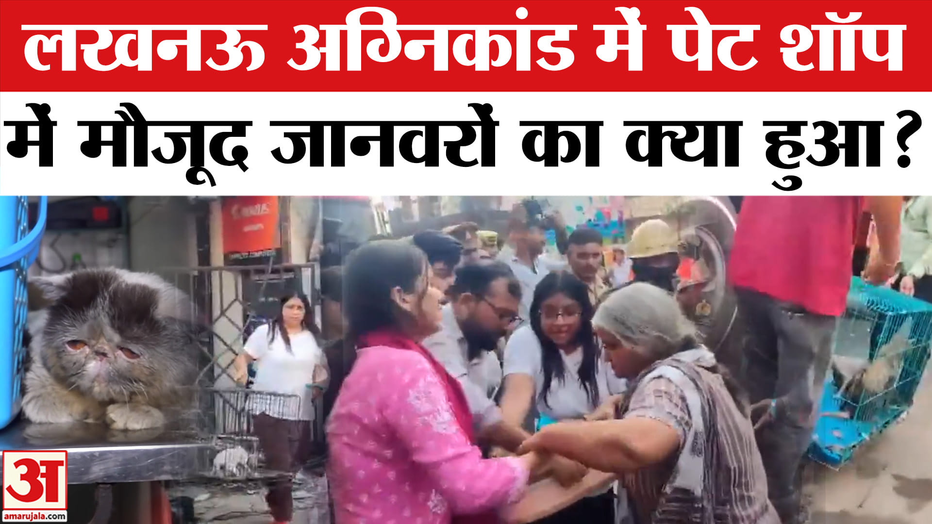 लखनऊ अग्निकांड में पेट शॉप में मौजूद जानवरों का क्या हुआ?