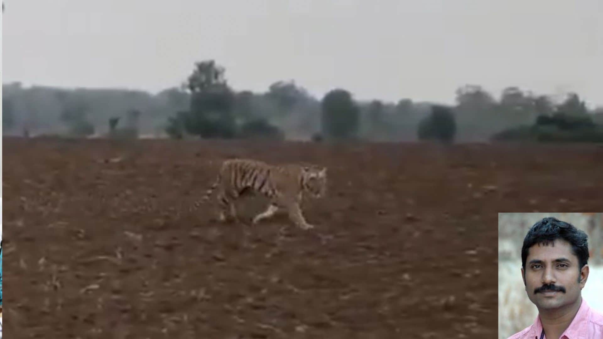 नौरादेही टाइगर रिजर्व में बाघ पर हमले की वन्यजीव कार्यकर्ता अजय दुबे ने की शिकायत, जांच शुरू