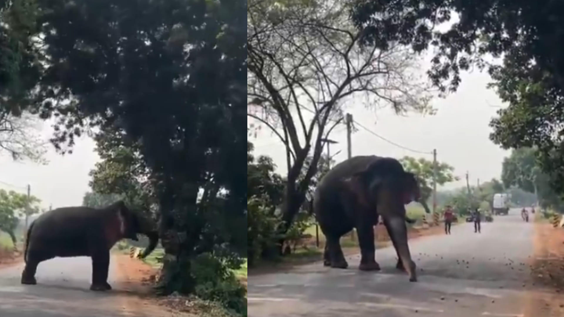 Elephant shakes mango tree to eat mangoes video goes viral on social media