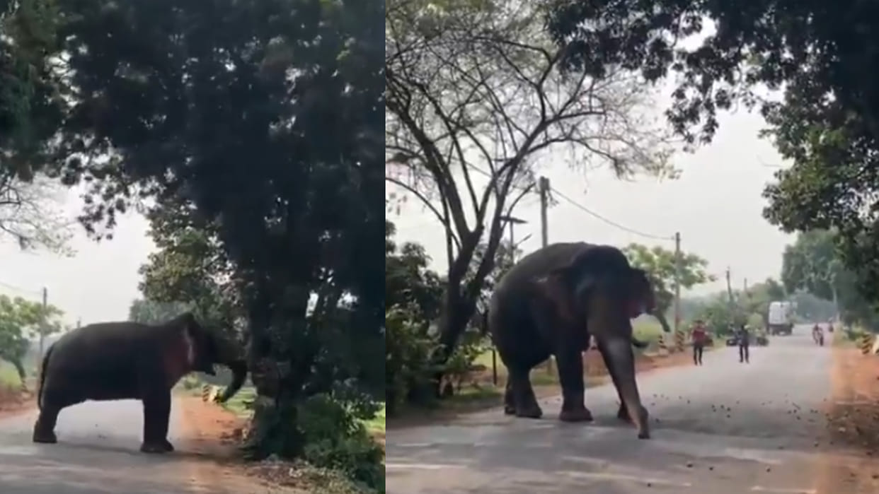 Elephant shakes mango tree to eat mangoes video goes viral on social media