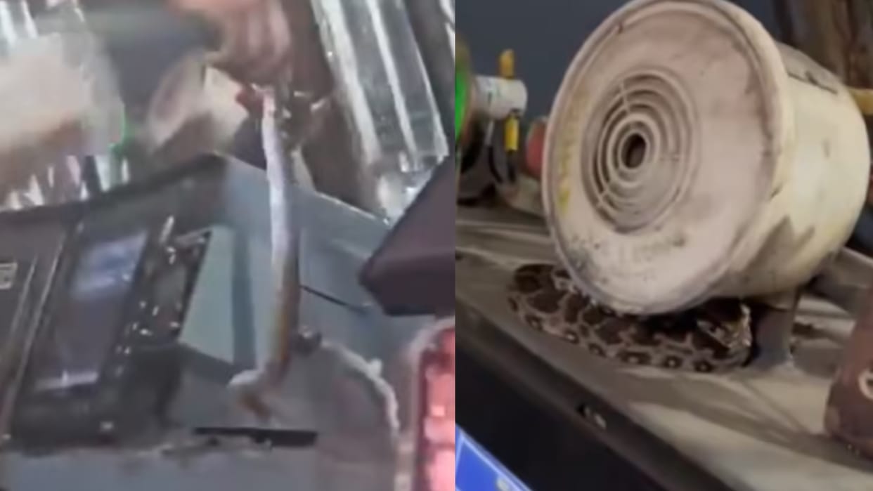Python Was Found In Train Engine At Mumbai Chhatrapati Shivaji Maharaj Terminus