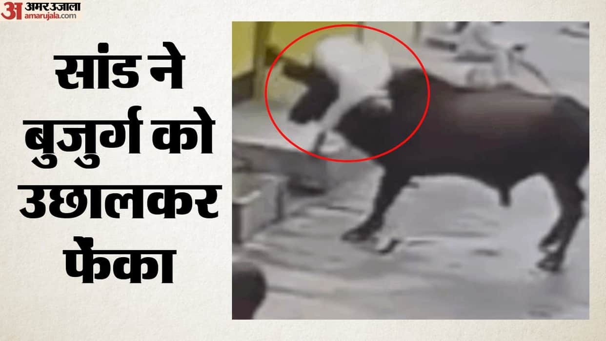 stray bull lifted an elderly man on its horns and threw him down In Korba