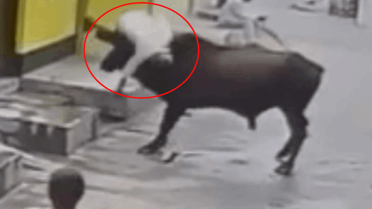 Woman dies after bull attack in Agra another person injured