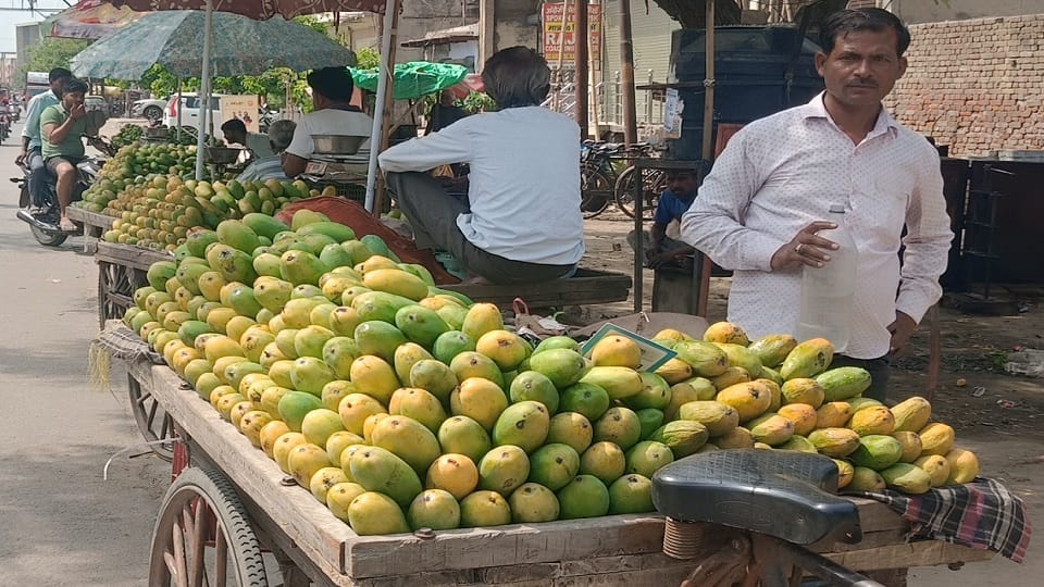 Dussehri Mango in Hathras