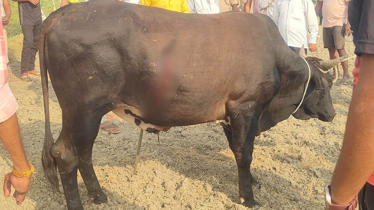 Angered by spearing of bull Vishwa Hindu Parishad and Bajrang Dal demanded action in bhadohi