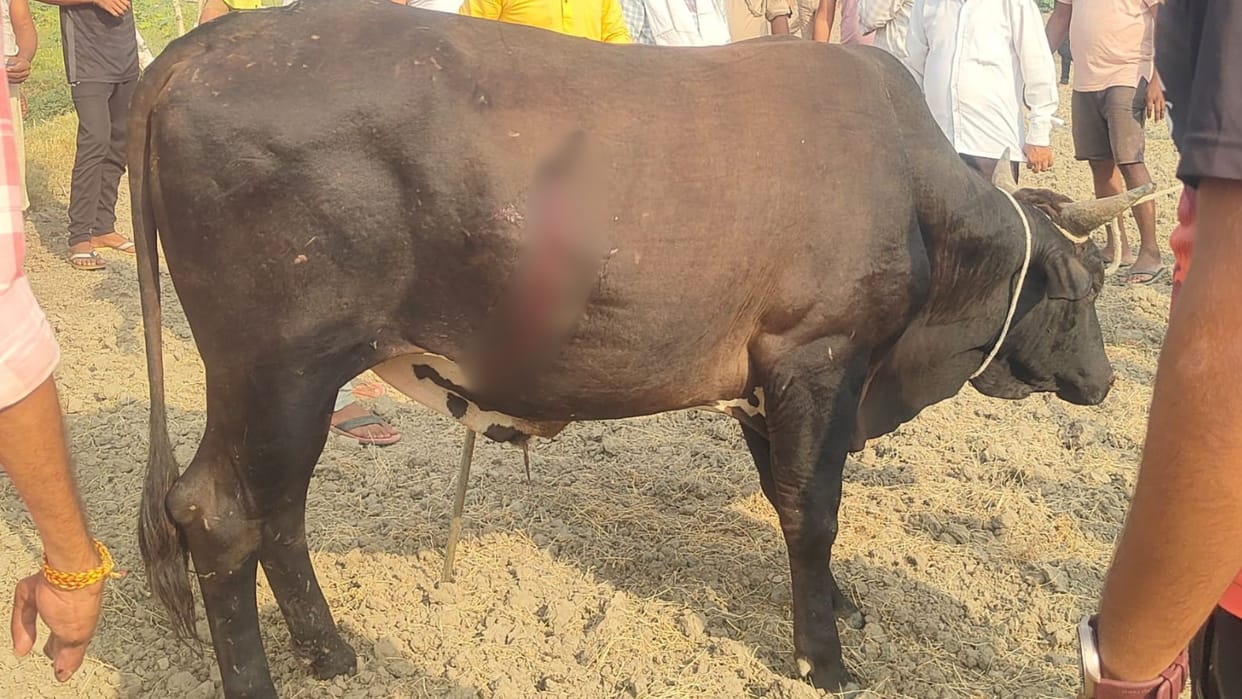 Angered by spearing of bull Vishwa Hindu Parishad and Bajrang Dal demanded action in bhadohi