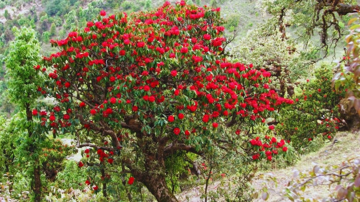 climate change threatens buransh state flower himachal study