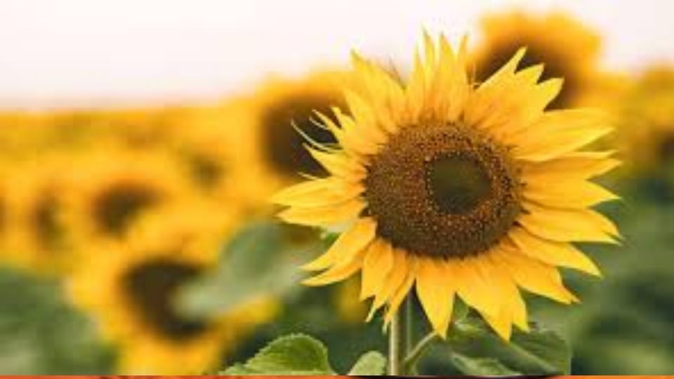 Sunflower procurement at MSP to begin in Haryana from June 30