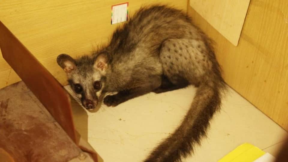 Lost From the Forest Found Among Books: Frightened Asian Palm Civet Rescued and Released Back Into the Wild
