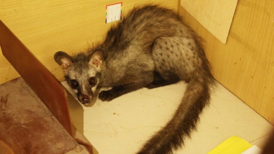 Lost From the Forest Found Among Books: Frightened Asian Palm Civet Rescued and Released Back Into the Wild