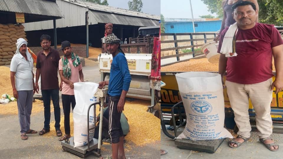 Maize procurement at MSP