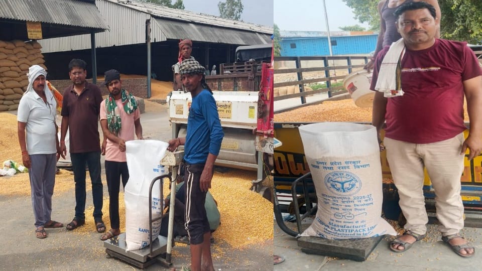 Maize procurement at MSP