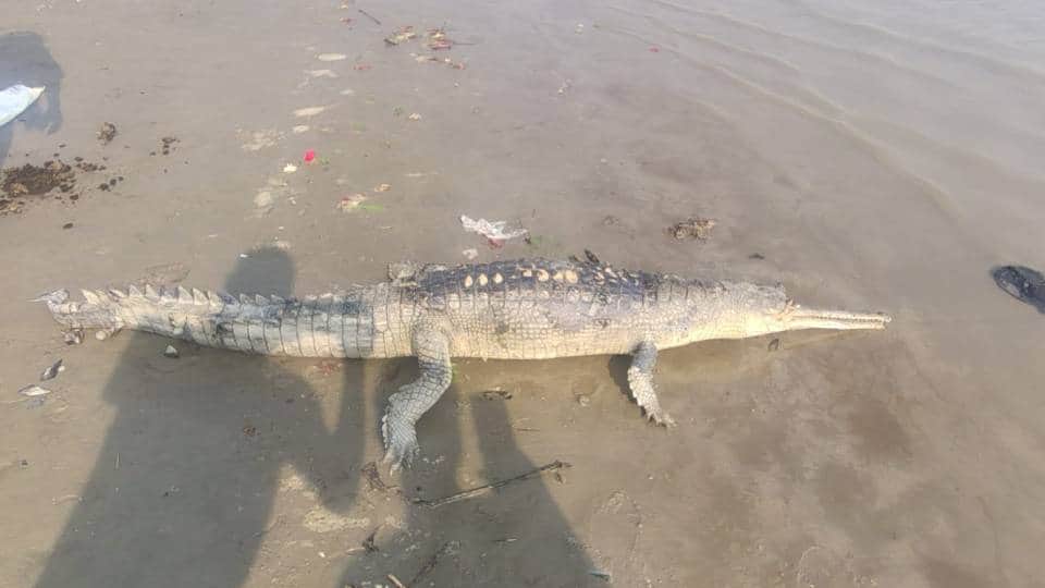 Carcass of gharial found in Saryu River in Ambedkar Nagar police pushed it back into current using stick