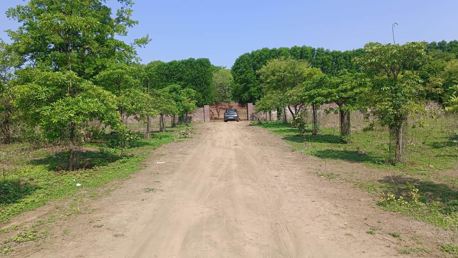 इसी क्षेत्र में दिखा बाघ