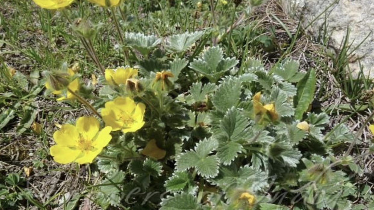 Potentilla argyrophylla Plant containing silver nanoparticles found in Spiti; a treasure trove of health lies