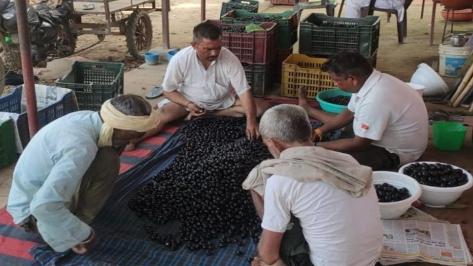 Jamun Orchards Bring Green Prosperity as Kukthala Farmers Earn Double Income from Fruit and Nurseries