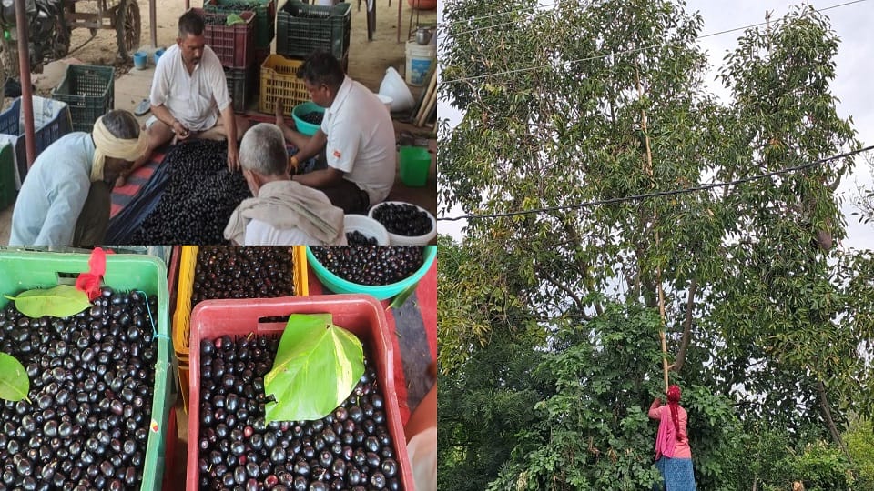 Jamun Orchards Bring Green Prosperity as Kukthala Farmers Earn Double Income from Fruit and Nurseries