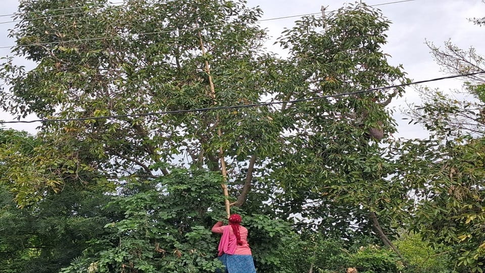 Jamun Orchards Bring Green Prosperity as Kukthala Farmers Earn Double Income from Fruit and Nurseries