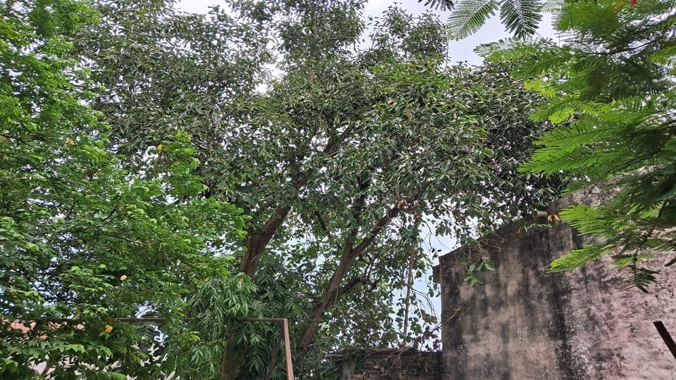 Jamun Orchards Bring Green Prosperity as Kukthala Farmers Earn Double Income from Fruit and Nurseries