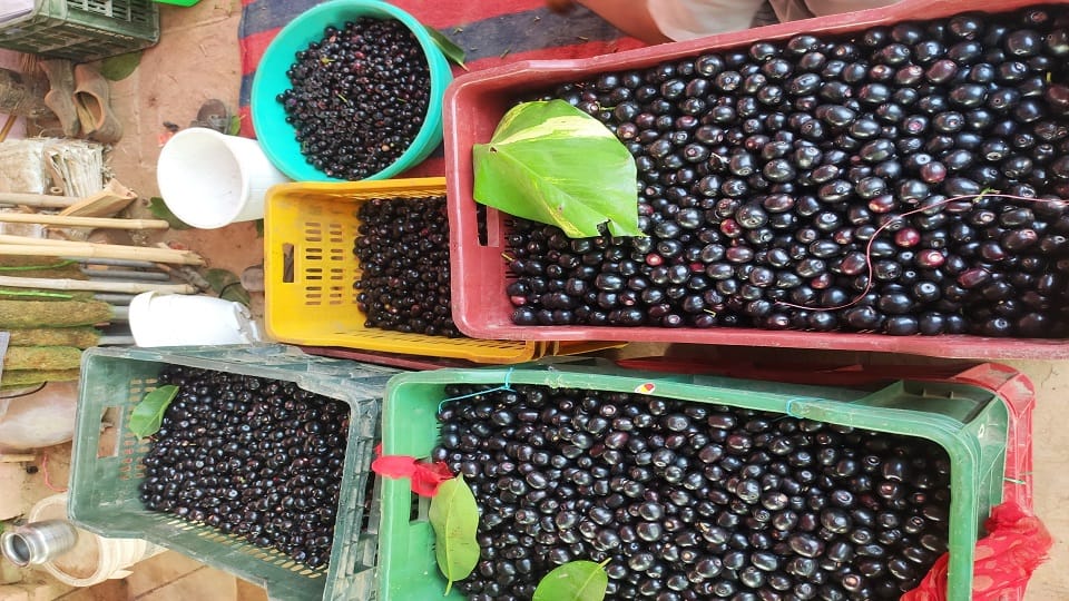 Jamun Orchards Bring Green Prosperity as Kukthala Farmers Earn Double Income from Fruit and Nurseries