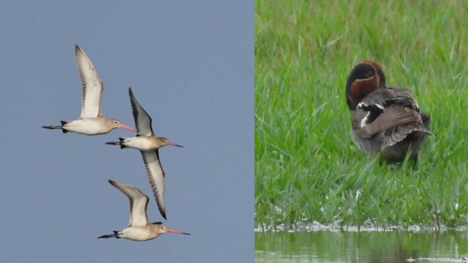 Extreme Heat and El Niño Delay Return Journey of Migratory Birds, Raising Climate Concerns