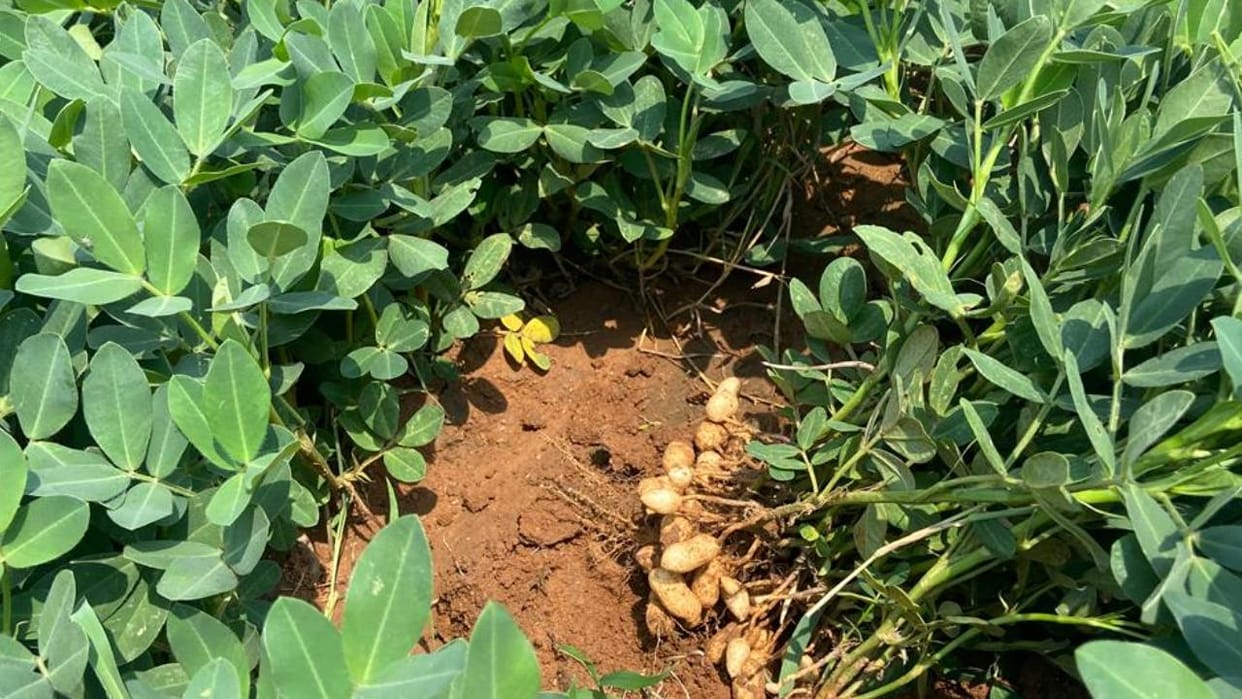 Jhansi: Groundnut cultivation area in the district has increased by up to 80%