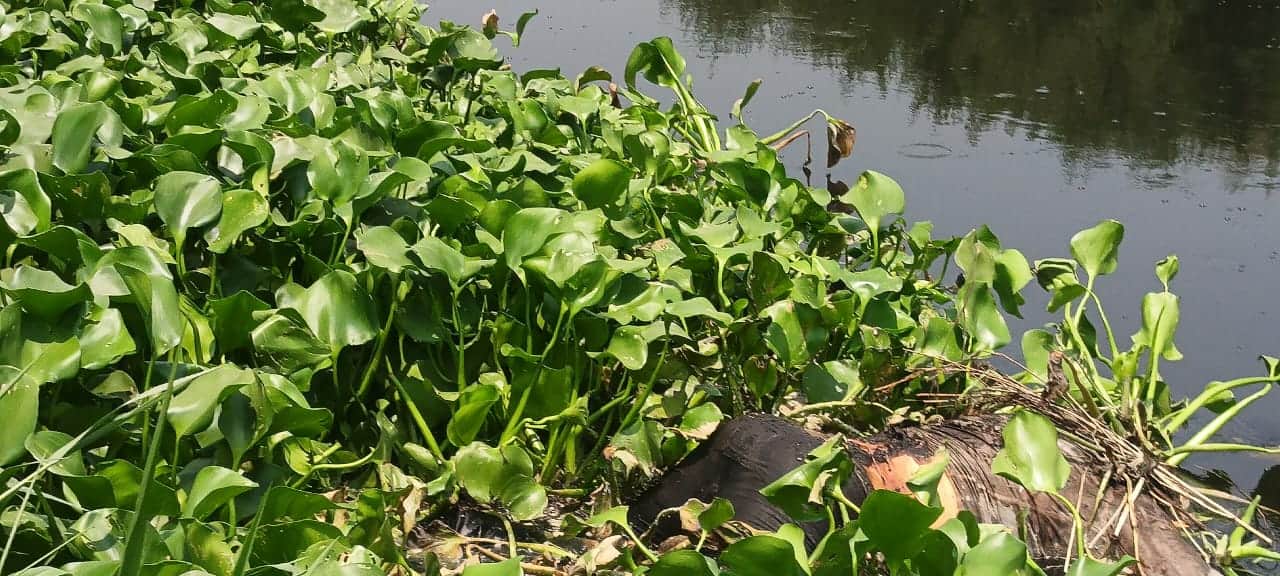 Body of former village head recovered from Kali River after four days; family suspects murder