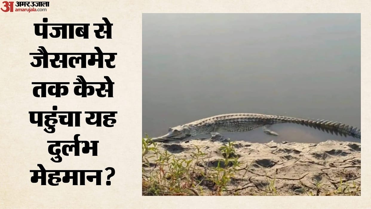 five Foot Gharial Spotted in Rajasthan Indira Gandhi Canal for the First Time