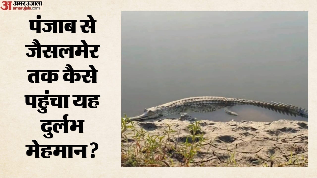 जैसलमेर की नहर में मिला 5 फीट लंबा घड़ियाल