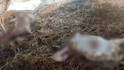 शादी के बचे छोले-चावल खाने से लिवर ब्लास्ट।