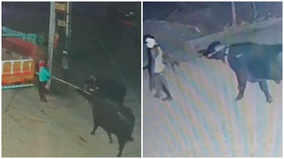 Thieves steal livestock worth lakhs; visuals captured on CCTV jind uchana haryana