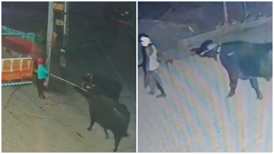Thieves steal livestock worth lakhs; visuals captured on CCTV jind uchana haryana