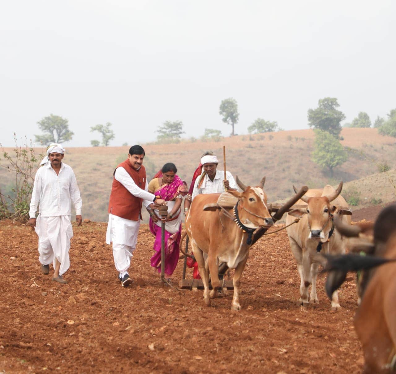 MP News: CM Mohan Yadav Ploughs a Field in Betul Kukru Wins Hearts with Rural Connect and Traditional Style