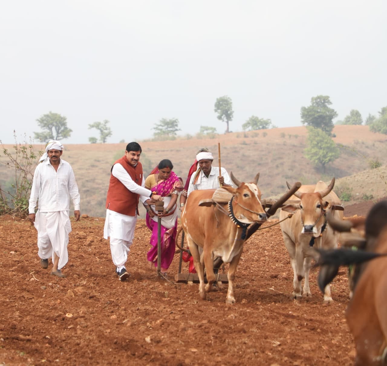 MP News: CM Mohan Yadav Ploughs a Field in Betul Kukru Wins Hearts with Rural Connect and Traditional Style
