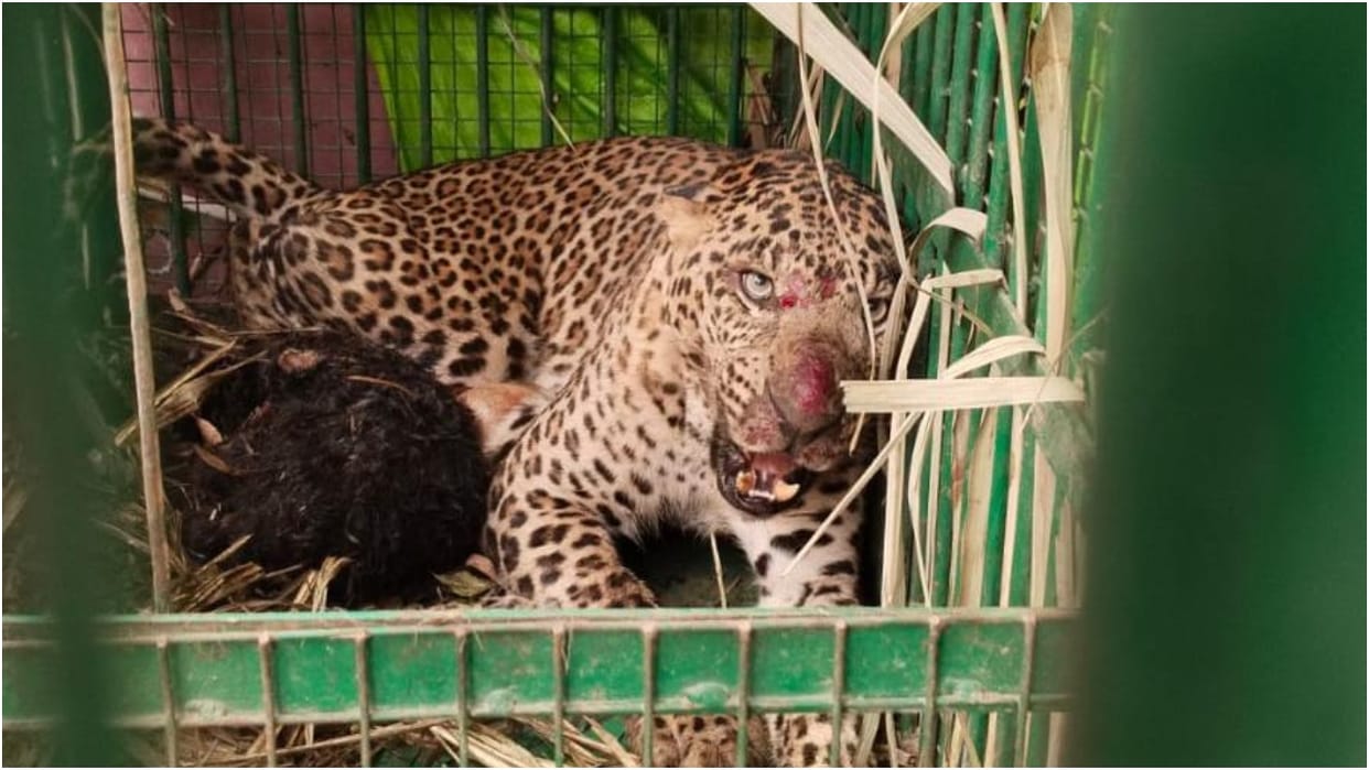 Leopard trapped in Forest Department cage in lakhimpur kheri
