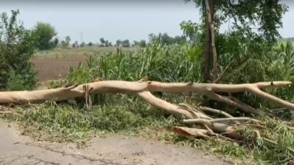 Father and daughter die after tree falls