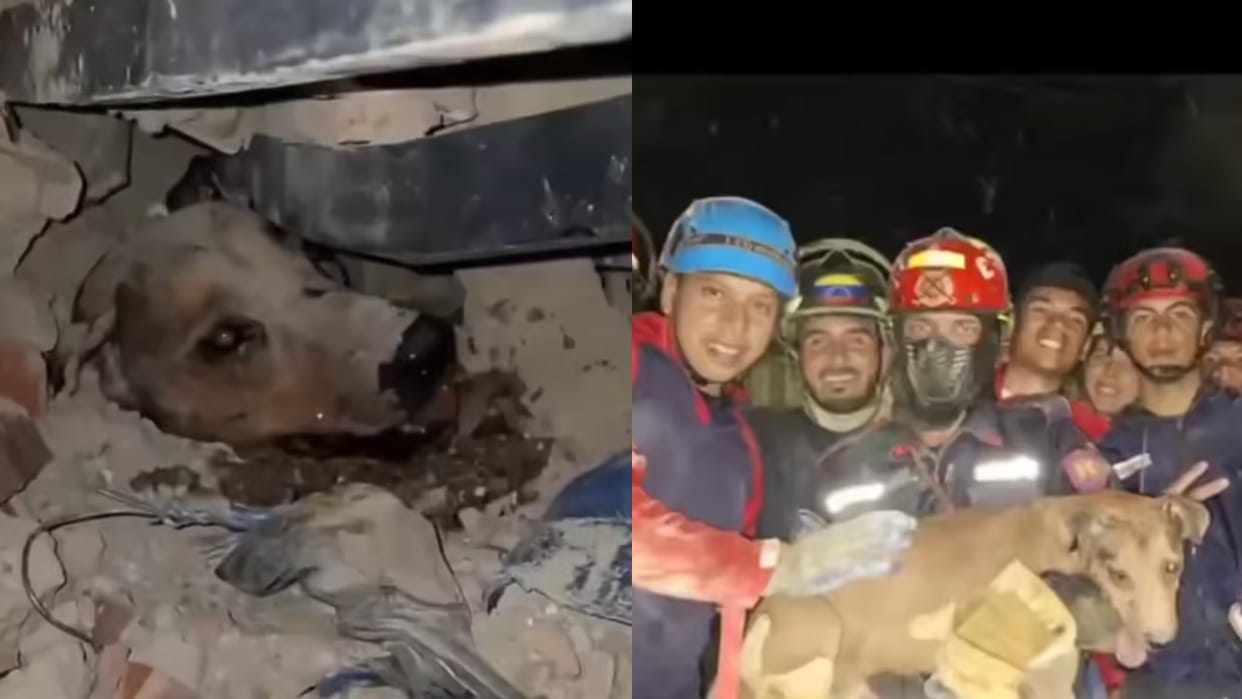 Rescue Team Saved The Dog Buried Under The Rubble During Earthquake In Venezuela