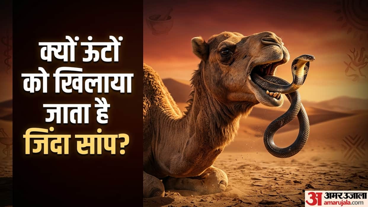why camels are fed live snakes traditional treatment Zara Hatke weird news