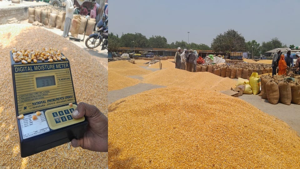 Wet corn for ethanol and beer