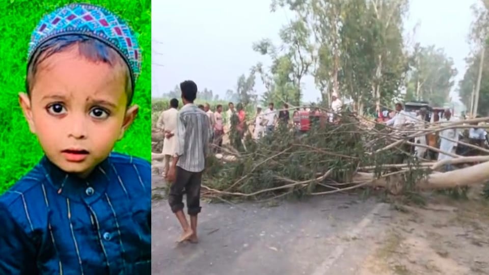 Shamli: 'Lipstick tree' falls on the road; three-year-old child crushed to death