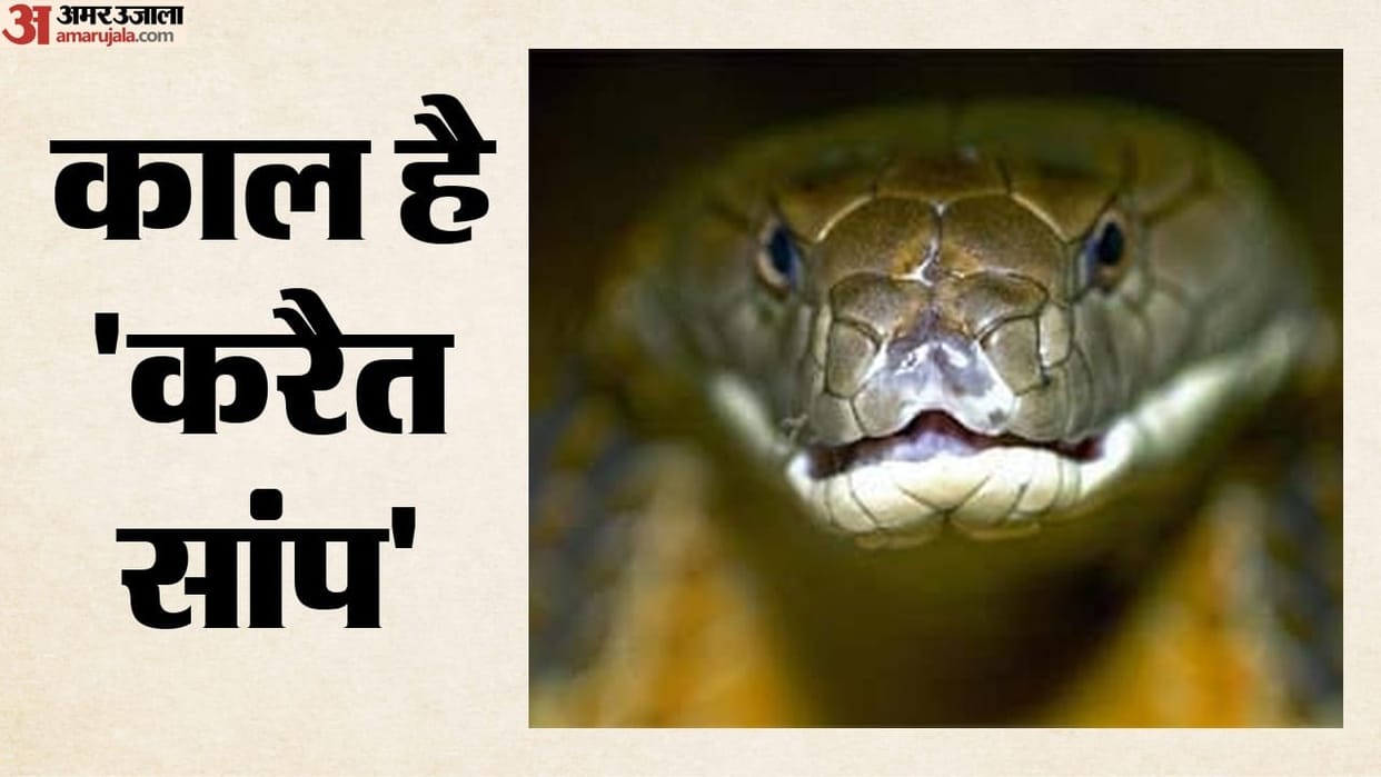 poisonous snake entered a woman petticoat and bit her causing her death.