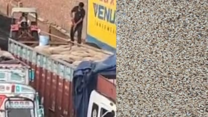 UP Ration Scam: Dealers Allege Water Added to Wheat Sacks to Increase Weight in Baghpat