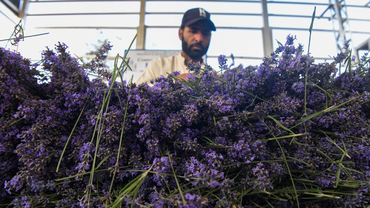 New nursery and processing unit turn uri into a lavender hub.
