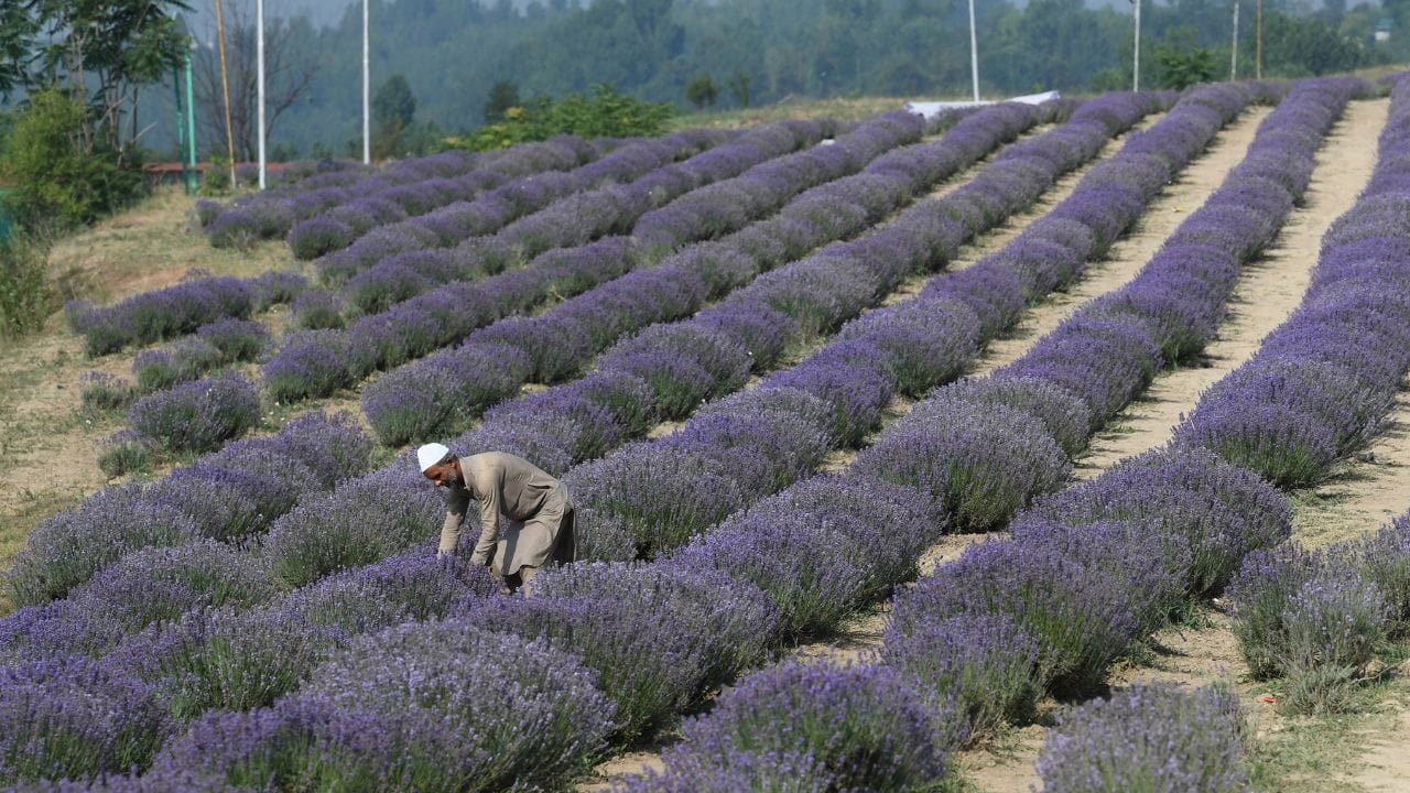 New nursery and processing unit turn uri into a lavender hub.
