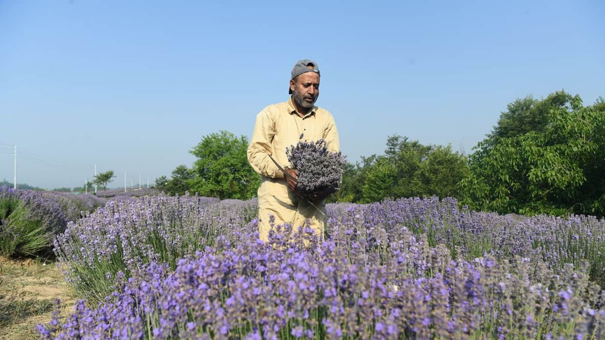 New nursery and processing unit turn uri into a lavender hub.