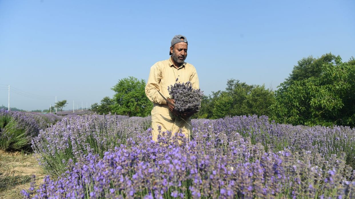 New nursery and processing unit turn uri into a lavender hub.