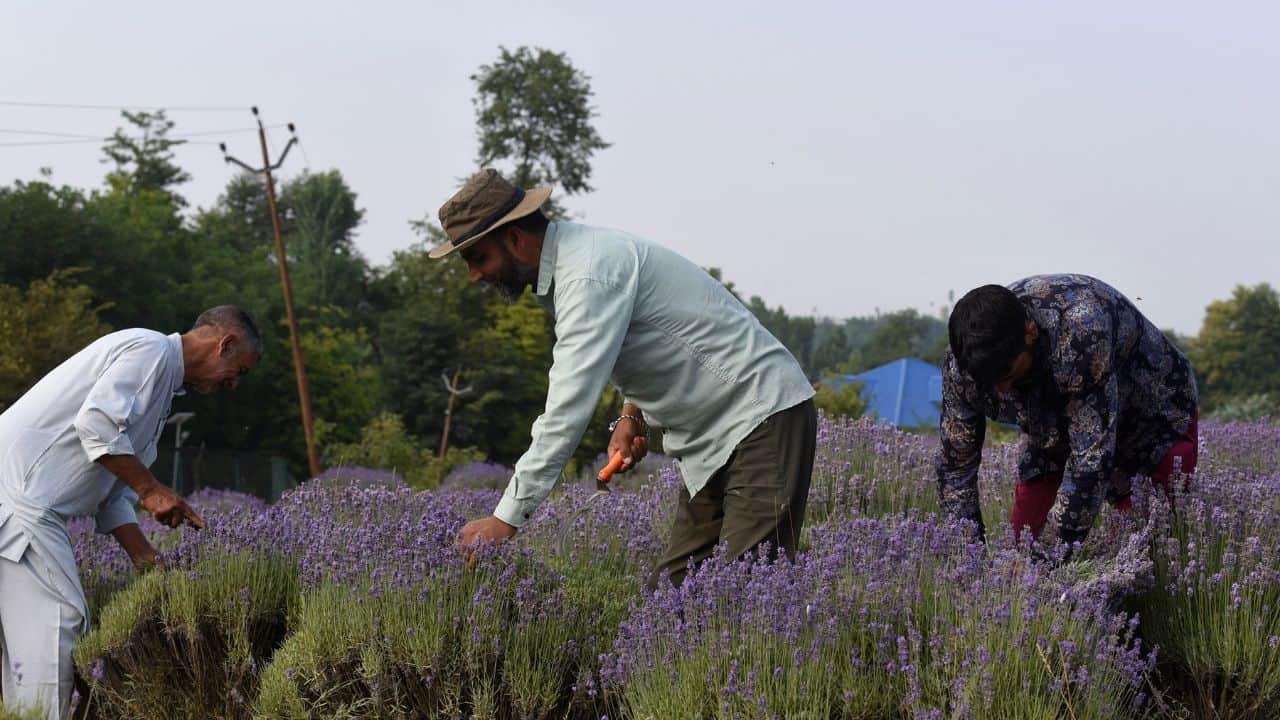 New nursery and processing unit turn uri into a lavender hub.