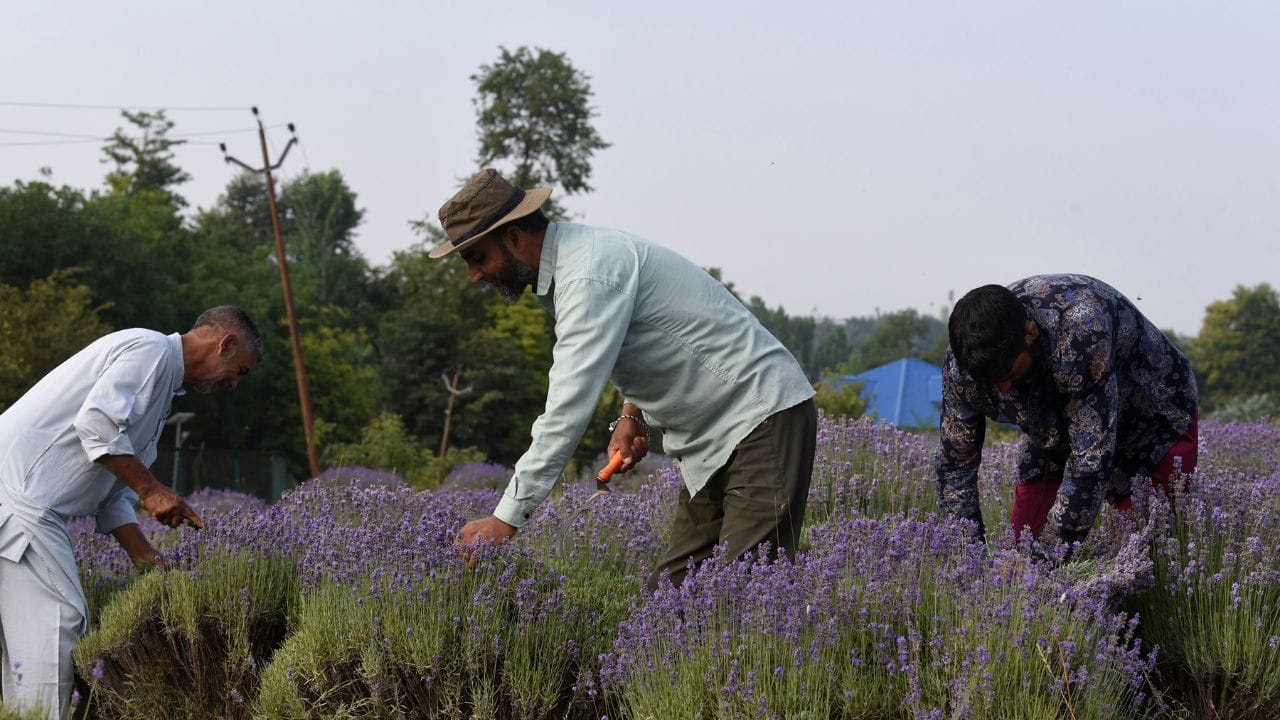 New nursery and processing unit turn uri into a lavender hub.